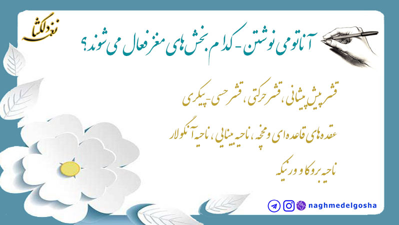 آناتومی نوشتن-کدام بخشهای مغز فعال میشوند؟ آناتومی نوشتن-کدام بخشهای مغز فعال میشوند؟
